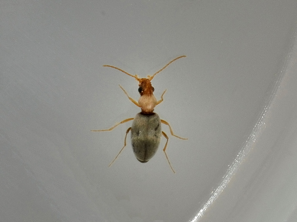 Mecynotarsus serricornis (Anthicidae)